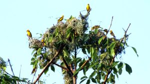 शुक्लाफाँटा राष्ट्रिय निकुञ्जमा दुर्लभ सुनौलो तोपचराको सङ्ख्या घट्यो
