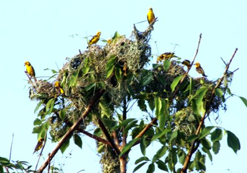 शुक्लाफाँटा राष्ट्रिय निकुञ्जमा दुर्लभ सुनौलो तोपचराको सङ्ख्या घट्यो