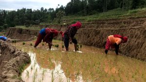 धादिङमा ६० प्रतिशत रोपाइँ सम्पन्न
