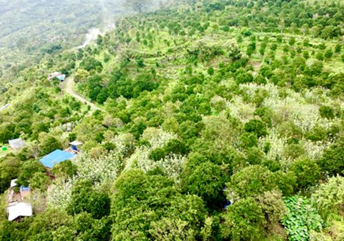 एक सय ५७ रोपनीमा सुन्तलाखेती विस्तार