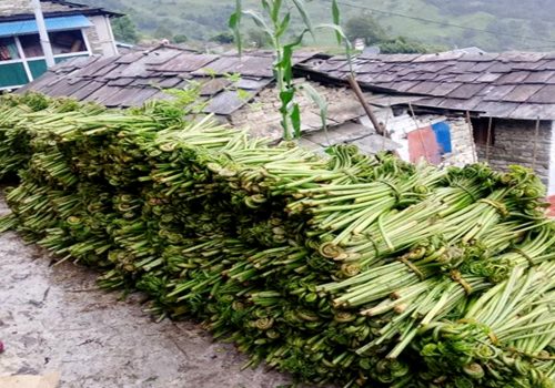 घरखर्च चलाउने आम्दानी बन्न थाल्यो निहुरो