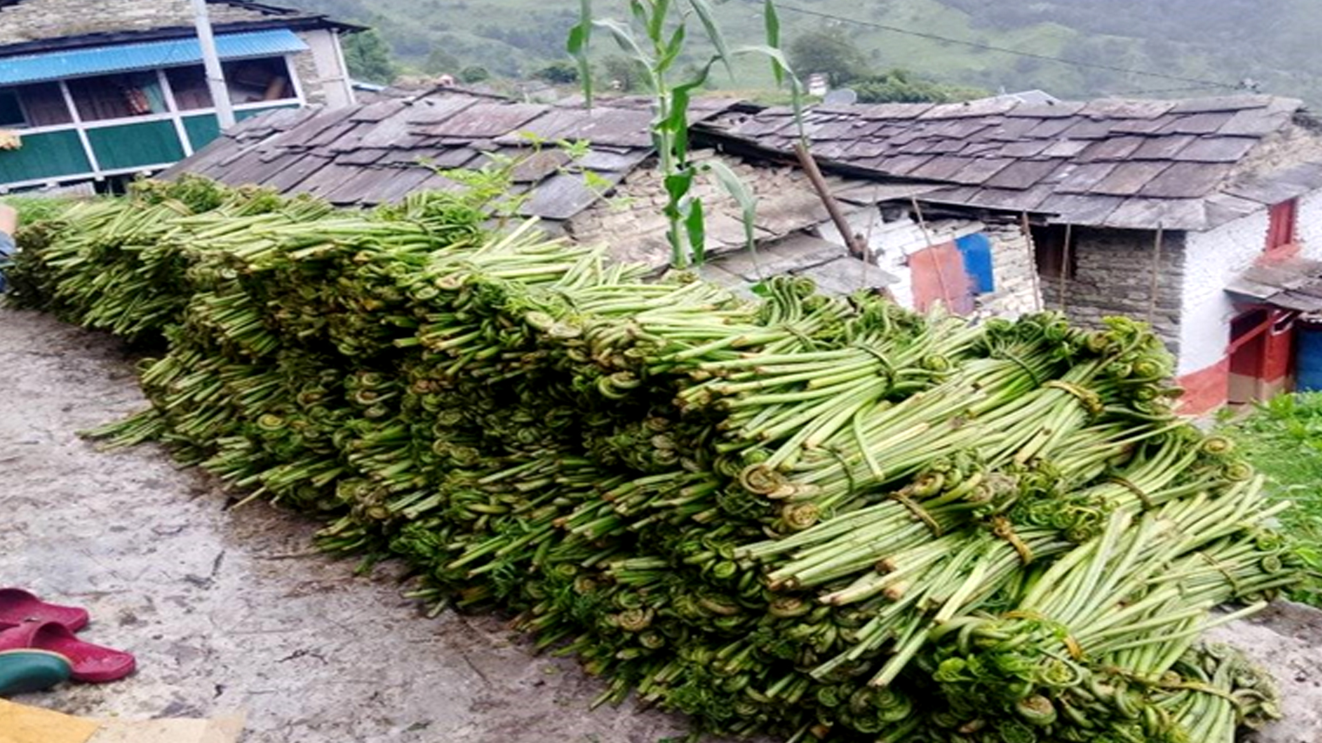 घरखर्च चलाउने आम्दानी बन्न थाल्यो निहुरो