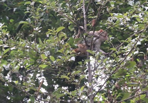 बाँदरको उपद्रो बढेपछि किसान चिन्तित