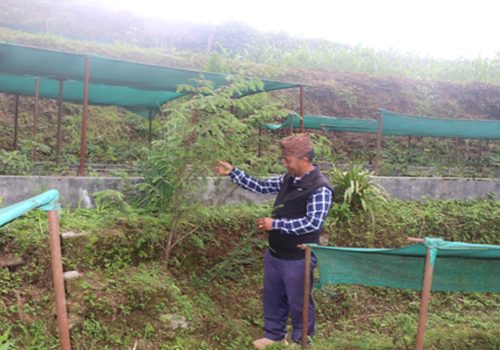 जडीबुटीखेती गरेर वार्षिक सातलाखसम्म आम्दानी लिँदै वडाध्यक्ष शेर्पा