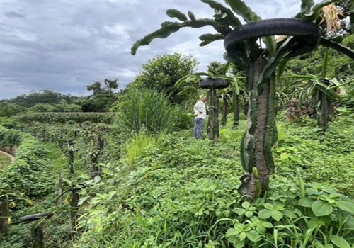 सिन्धुपाल्चोकमा ड्रागनफ्रुटखेतीप्रति आकर्षण बढ्दै