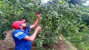 बाँझिएकोे जमिनलाई फाँडेर रहरलाग्दो कागतीखेती