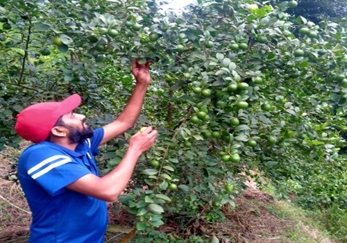 बाँझिएकोे जमिनलाई फाँडेर रहरलाग्दो कागतीखेती