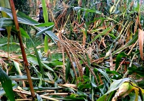 हावाहुरीले मकैबालीमा क्षतिहुँदा किसान चिन्तित