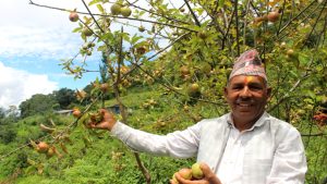 गाजनेमा स्याउ उत्पादन हुन थालेपछि कृषक उत्साहित