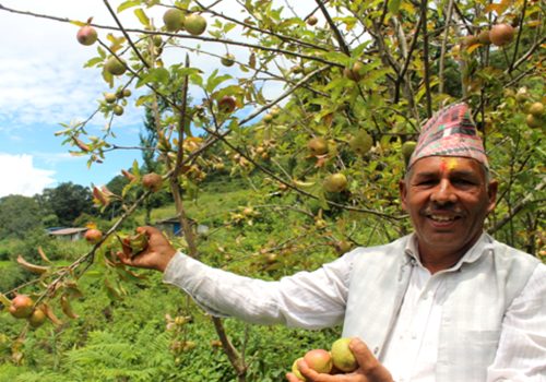 गाजनेमा स्याउ उत्पादन हुन थालेपछि कृषक उत्साहित