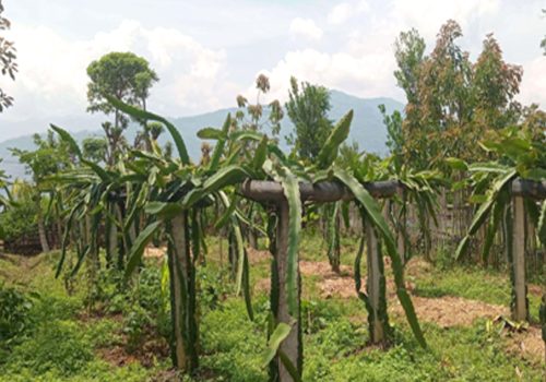 व्यावसायिक ड्रागनखेतीमा रमाउँदै भोजपुरका किसान