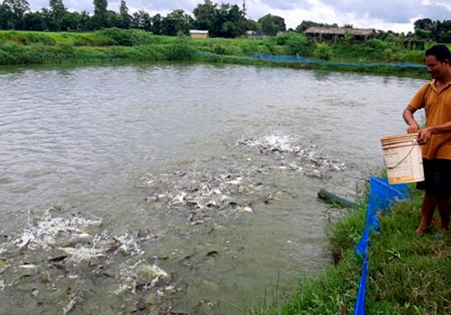 अवैध रूपमा भित्रिने माछाका कारण किसान समस्यामा