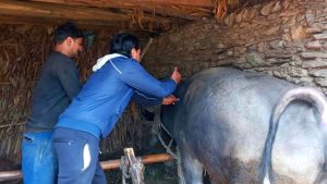 बागलुङमा एक लाख ९३ हजार पशुचौपायालाई खोप