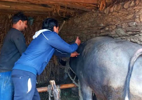 बागलुङमा एक लाख ९३ हजार पशुचौपायालाई खोप