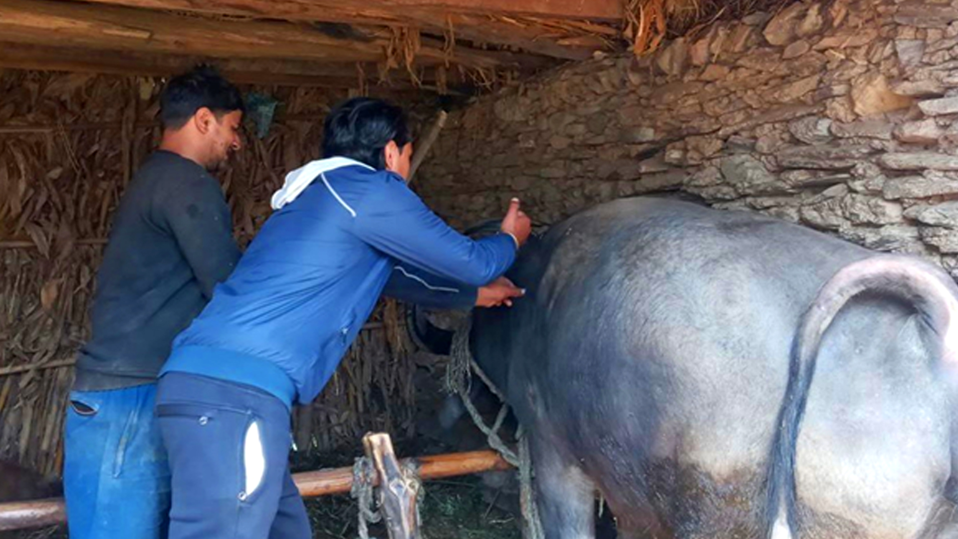 बागलुङमा एक लाख ९३ हजार पशुचौपायालाई खोप