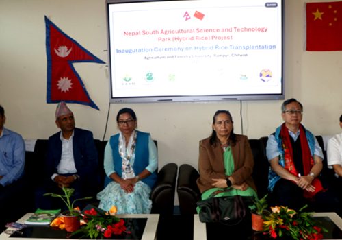 चिनियाँ सहयोगमा वर्णशङ्कर धान रोपाइँ कार्यक्रम