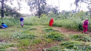 सामुदायिक वनमा झाडी फाँडेर वृक्षरोपण सुरू