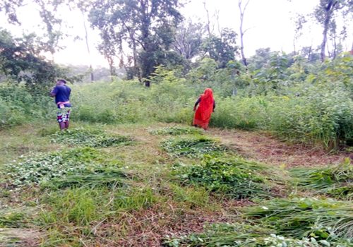 सामुदायिक वनमा झाडी फाँडेर वृक्षरोपण सुरू