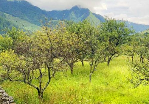 ढोरपाटन र निसेलढोरमा स्याउ नफल्दा किसान चिन्तित