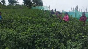 व्यावसायिक अकबरे खुर्सानीखेती गर्दै किसान