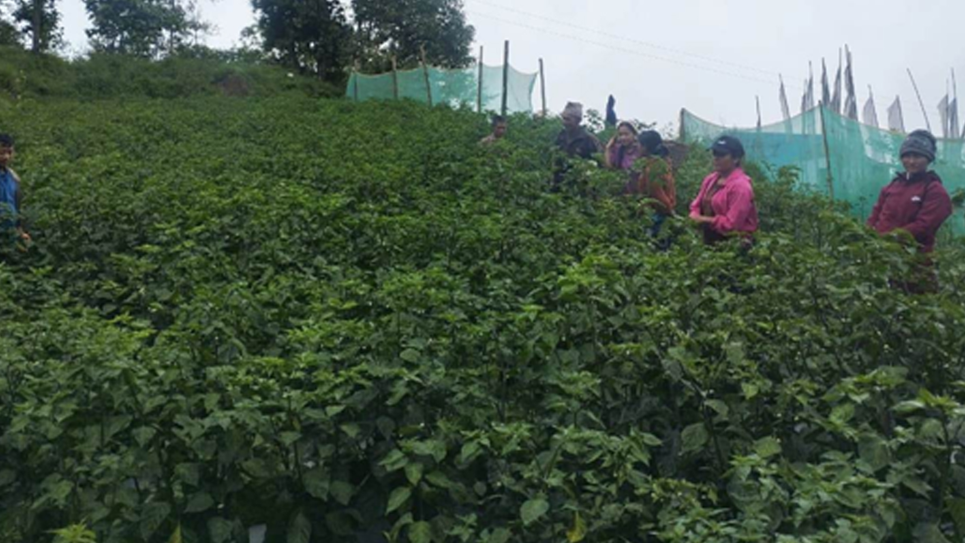 व्यावसायिक अकबरे खुर्सानीखेती गर्दै किसान
