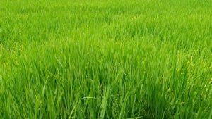 पश्चिम नवलपरासीमा पानी परेपछि धानबाली झाँगिदै