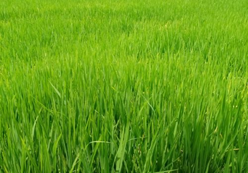 पश्चिम नवलपरासीमा पानी परेपछि धानबाली झाँगिदै