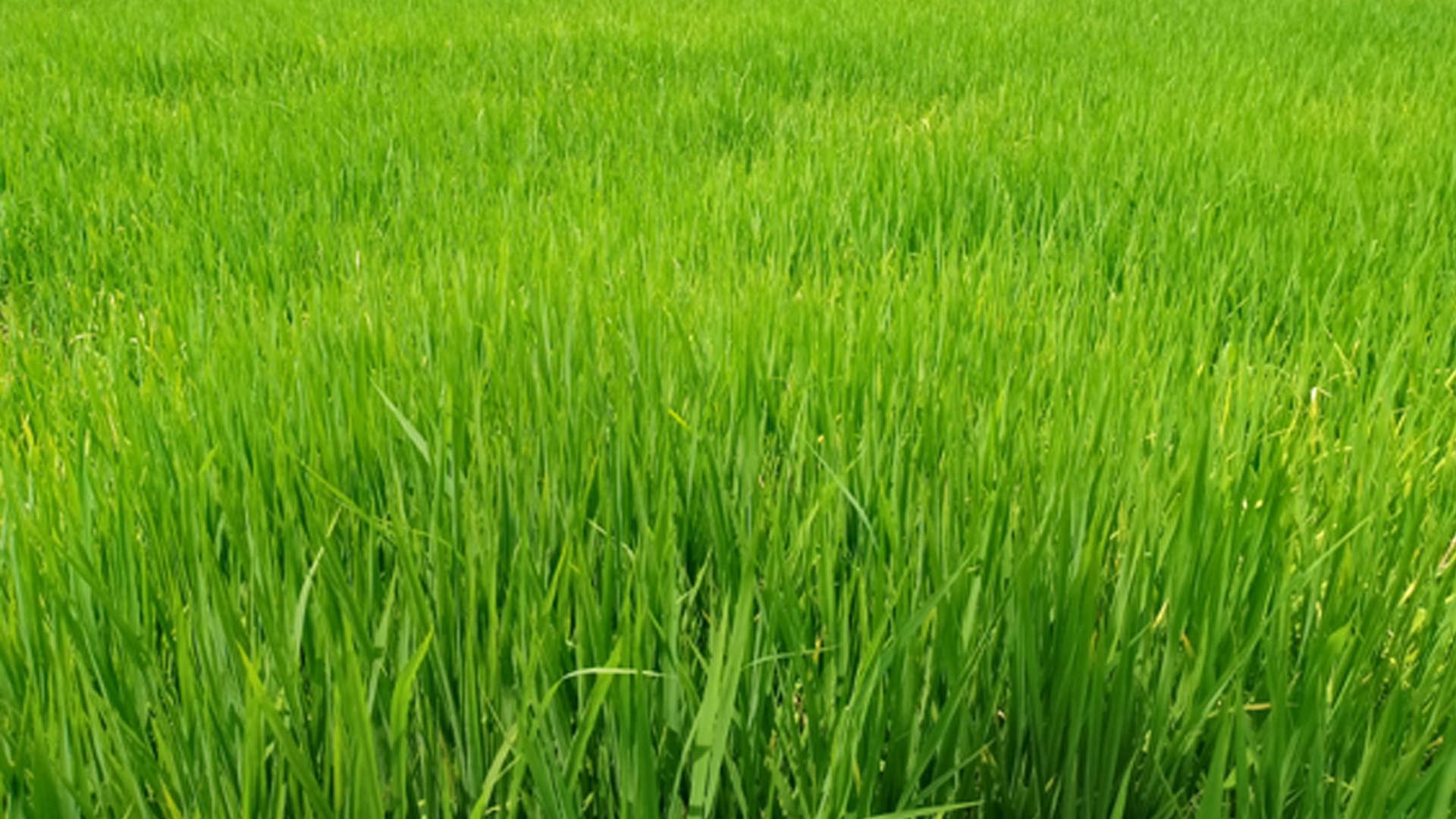 पश्चिम नवलपरासीमा पानी परेपछि धानबाली झाँगिदै