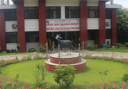 लक्ष्यभन्दा बढी बाख्रा उत्पादन गर्दै राष्ट्रिय बाख्रा अनुसन्धान केन्द्र