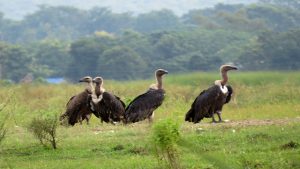 गिद्धको सङ्ख्या बढ्दै, संरक्षणकर्मी उत्साहित