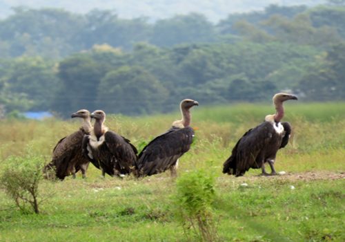 गिद्धको सङ्ख्या बढ्दै, संरक्षणकर्मी उत्साहित
