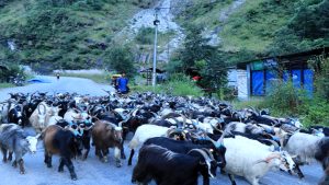 बजार झरे लेकाली भेडाच्याङ्ग्रा