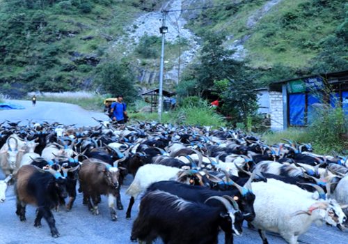 बजार झरे लेकाली भेडाच्याङ्ग्रा