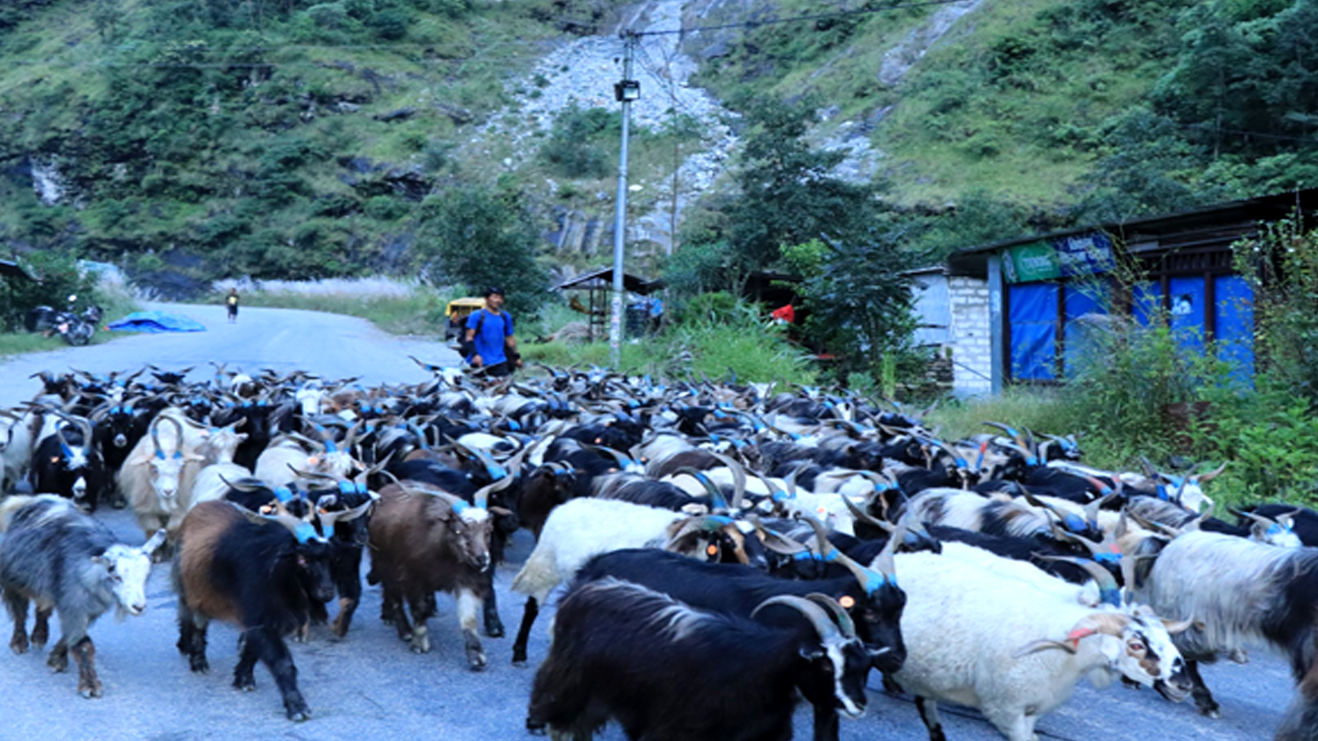 बजार झरे लेकाली भेडाच्याङ्ग्रा
