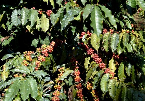 गुल्मीमा ३८ जातमा कफीको जातीय परीक्षण गरिँदै