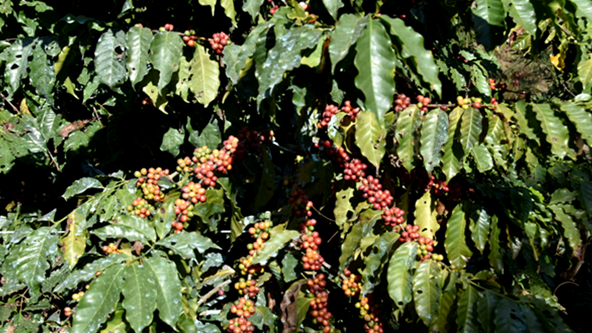 गुल्मीमा ३८ जातमा कफीको जातीय परीक्षण गरिँदै