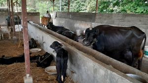 विदेशको मोह त्यागेर भैँसीपालनमा
