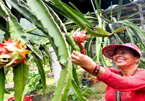 शिक्षण र बुटिक पेसापछि ‘ड्रागनफ्रुट’मा आकर्षित गौली