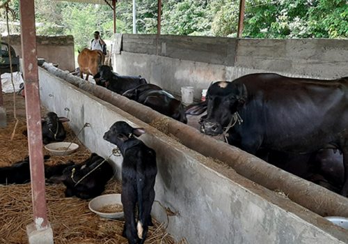 विदेशको मोह त्यागेर भैँसीपालनमा