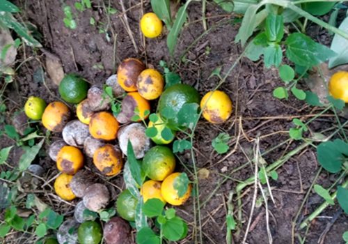 भोजपुरमा सुन्तलामा फल झर्ने रोग