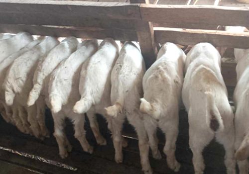 विदेशको अनुभव, स्वदेशमा उपयोग