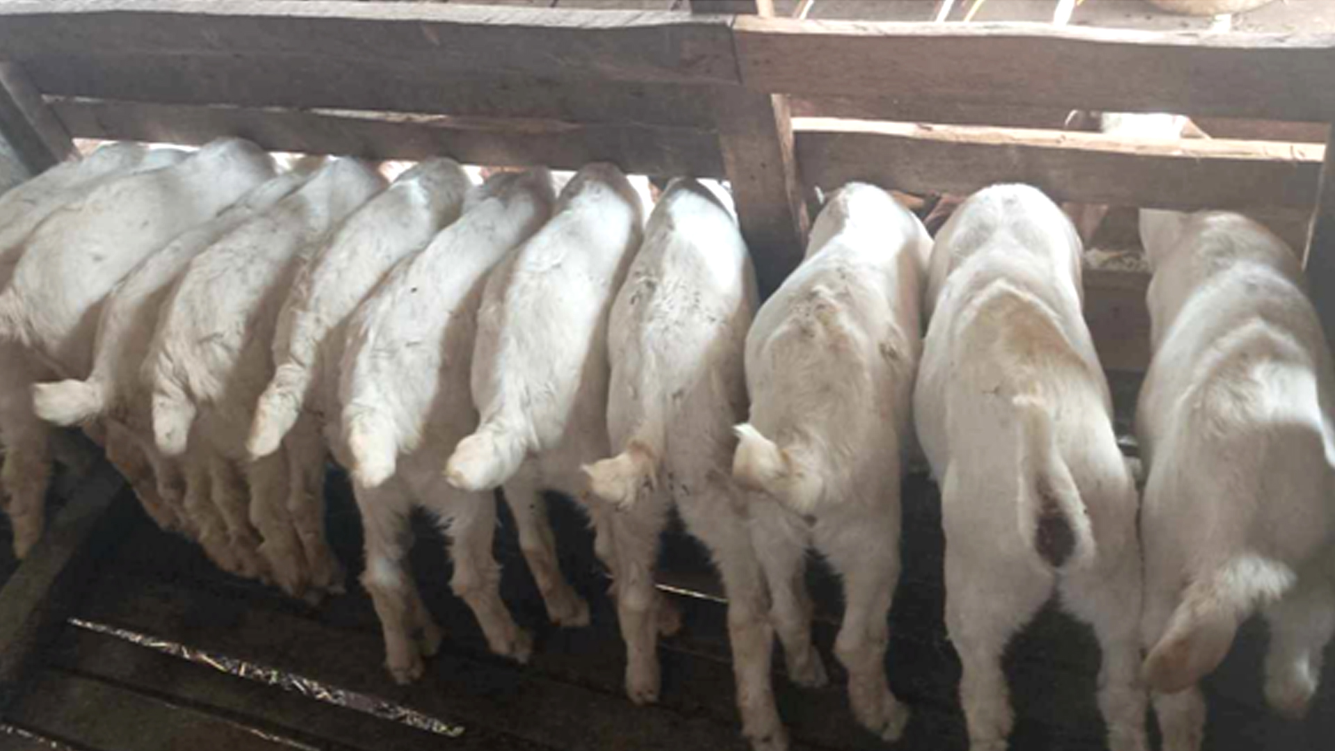 विदेशको अनुभव, स्वदेशमा उपयोग