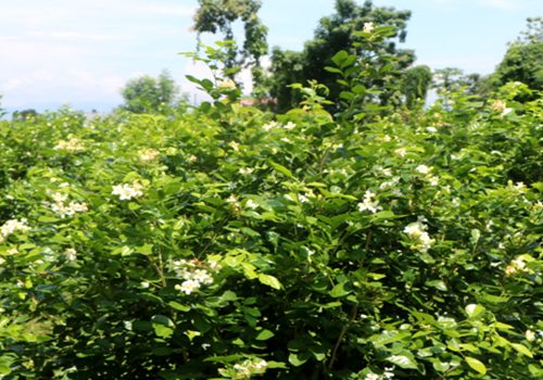 फूलखेतीबाट आत्मनिर्भर बन्दै शुलभ