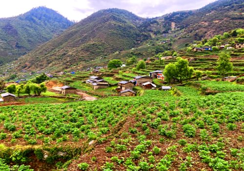 बागलुङमा खायन आलुखेतीको क्षेत्र विस्तार