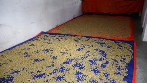 बागलुङको छुर्पीको माग उच्च भएपछि उत्पादन बढ्यो