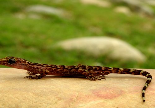 नेपालमा भेटिए छेपारोका दुई नयाँ प्रजाति