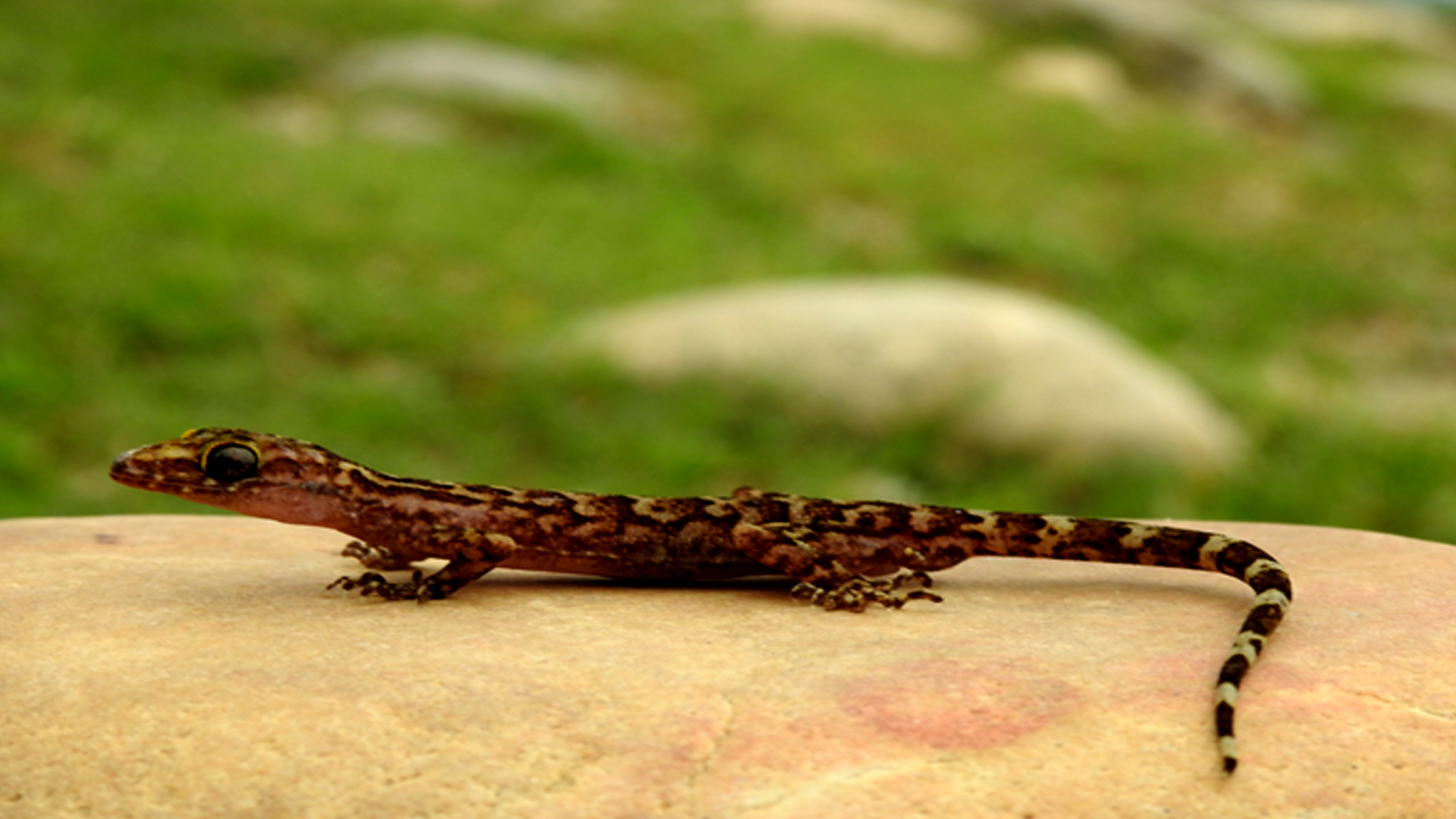 नेपालमा भेटिए छेपारोका दुई नयाँ प्रजाति