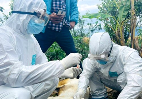 सुदूरपश्चिममा रेबिज सङ्क्रमण बढ्दो, नियन्त्रणमा चुनौती