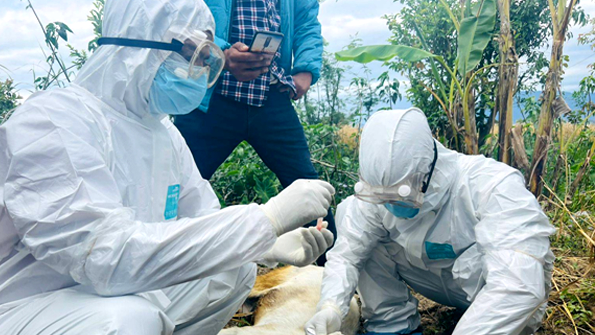 सुदूरपश्चिममा रेबिज सङ्क्रमण बढ्दो, नियन्त्रणमा चुनौती