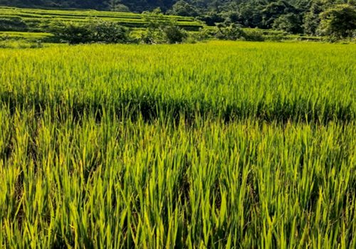 बन्दीपुरका धानबालीमा ब्लाष्ट रोग देखियो